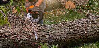 Best Tree Removal Service  in Greencastle, PA