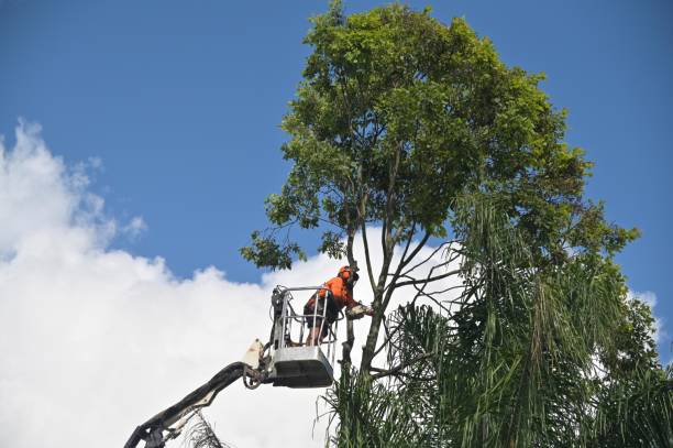 Best Grass Overseeding  in Greencastle, PA