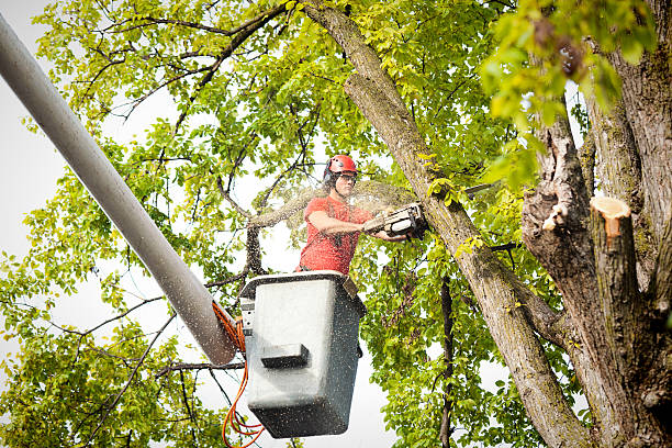 Best Tree Cabling and Bracing  in Greencastle, PA